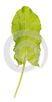 One sorrel leaf