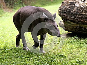 one South American tapir, Tapirus terrestris moves slowly in the grass