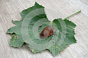 One Spanish slug arion vulgaris on the green leaves in the garden. Closeup of garden slug arion rufus.