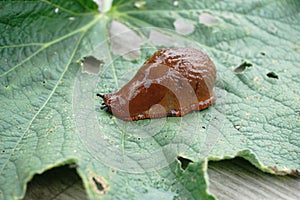One Spanish slug arion vulgaris on the green leaves in the garden. Closeup of garden slug arion rufus.