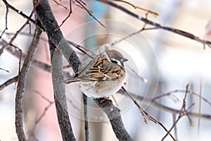 One Sparrow on a motley background of bare trees in winter, a tree branch