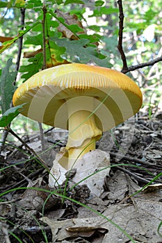 One specimen of well developed Caesar`s mushroom