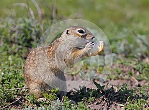 One speckled ground squirrel or spotted souslik Spermophilus suslicus on the ground eating a bread.