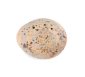 One speckled quail egg isolated on white, top view