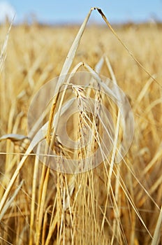 One spica in yellow wheat field photo