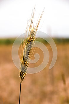 One spike of wheat in a field in summer