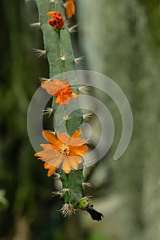 One-spined wickerware cactus Pfeiffera monacantha, orange flowers