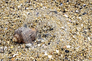 One spiral sea shell lies on the sand. Summer beach vacation