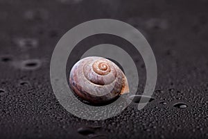 One spiral snail shell on black mirror wet surface. abstraction