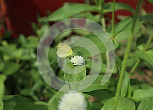 A one spot grass yellow butterfly on white flower