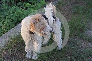 One spotted curly dog Airedale Terrier