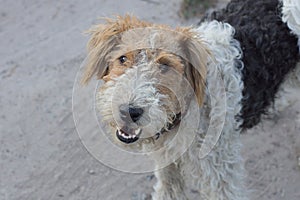 One spotted curly dog Airedale Terrier stands on the street