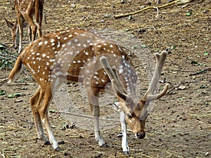 One Spotted Deer