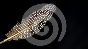 One spotted feather on a black background. Close-up