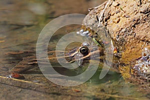 Frog sitting in pond water close up
