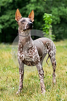 One spotted Mexican Hairless Dog xoloitzcuintle, Xolo in full growth in a park on a background of green trees