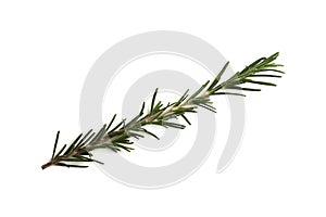 One sprig of rosemary lies on a white isolated background.