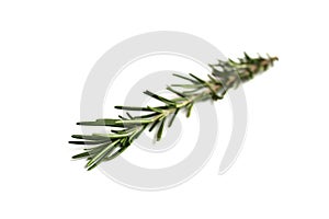 One sprig of rosemary lies on a white isolated background.