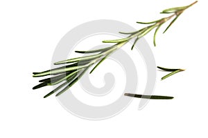 One sprig of rosemary lies on a white isolated background.