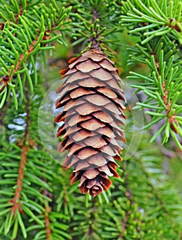 One spruce bump photo