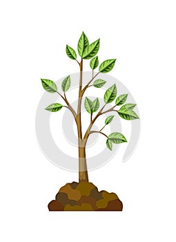 One of the stages tree growth. Tree growth with green leaf and branches, nature plant