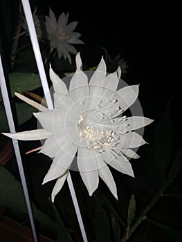 One stalk of Wijaya Kusuma flower blooming in the photo from the right side shows a shadow behind it