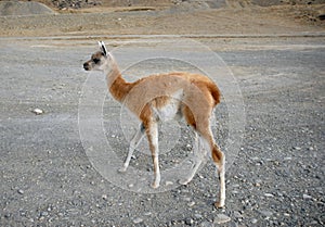 One standing baby guanaco