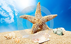 One Starfish on beach sand, close-up view