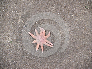 One starfish on beach know as sea star