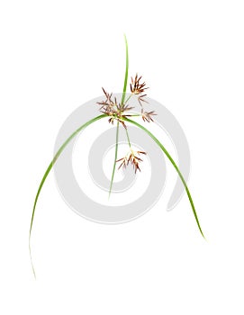 One stem of Cyperus plant