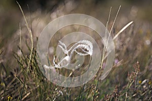 One stick of Stipa capillata rare plant as known as feather, needle, spear grass in steppe. Macro photo. Cappadocia
