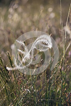 One stick of Stipa capillata rare plant as known as feather, needle, spear grass in steppe. Macro photo. Cappadocia