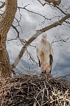 One stork build a nest in a big tree. Dramatic blue sky in the background, Skyscape