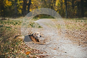 One street dog lie on the grass in cold autumn day