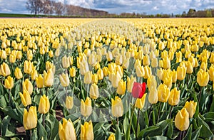 One striking red tulip between a whole field full of yellow tulips