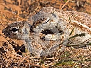 Striped Ground Squirrel, Xerus erythropus, watch the surroundings, Kalahari, South Africa