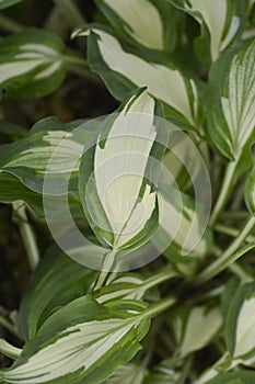 One-striped wavy plantain lily