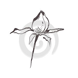 one stylized rose Bud on a short stem hand drawn sketch in black lines on a white background