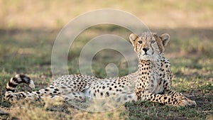 One sub adult Cheetah lying down alert, Ndutu, Serengeti, Tanzania