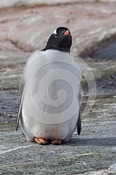 One subantarctic penguin on the stone beach. Antarctic Peninsula, Antarctica