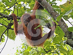 One Sumatran Orangutan, Pongo abelii, deftly moves in branches looking for food, Gunung Leuser National Park, Sumatra