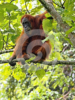 One Sumatran Orangutan, Pongo abelii, deftly moves in branches looking for food, Gunung Leuser National Park, Sumatra