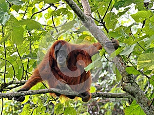 One Sumatran Orangutan, Pongo abelii, deftly moves in branches looking for food, Gunung Leuser National Park, Sumatra