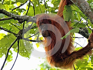 One Sumatran Orangutan, Pongo abelii, deftly moves in branches looking for food, Gunung Leuser National Park, Sumatra