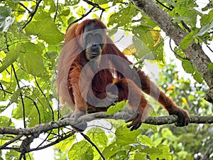 One Sumatran Orangutan, Pongo abelii, deftly moves in branches looking for food,Gunung Leuser National Park, Sumatra