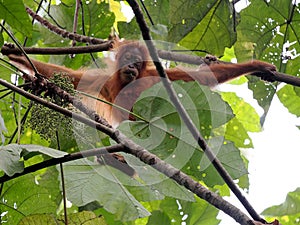 One Sumatran Orangutan, Pongo abelii, deftly moves in branches looking for food, Sumatra, IndonesiaSumatra, Indonesia