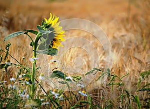 One sunflower in corn field.