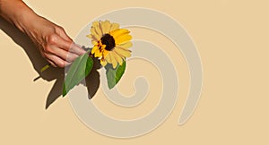 One sunflower flower in a female hand on a beige pastel background. Copy space