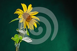 One sunflower flower on stem with leaves on dark green background