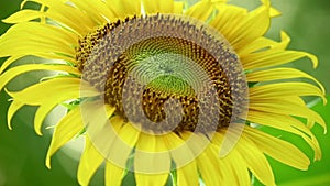 One Sunflower With Insect Glistening Sunlit Background Footage